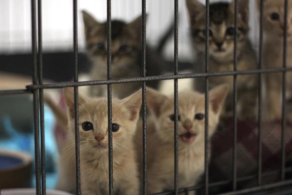 Due To Confirmed Virus Athens Animal Shelter Is Not Accepting