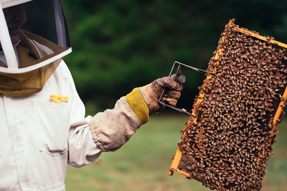 Local Beekeepers Prepare Hives For Harsh Winter Weather Magazine