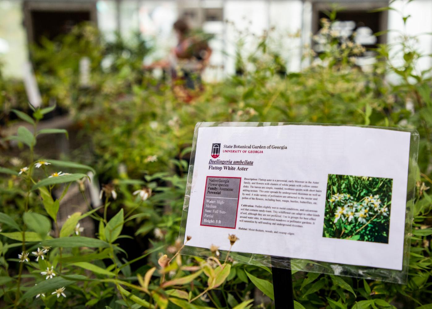 201008_JAG_10NativePlantSale_005.jpg