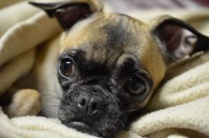 Study Shows Georgia Households Are More Likely To Own Dogs Not