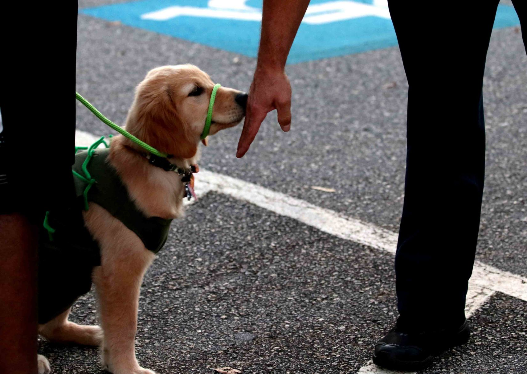 guide dog foundation uga