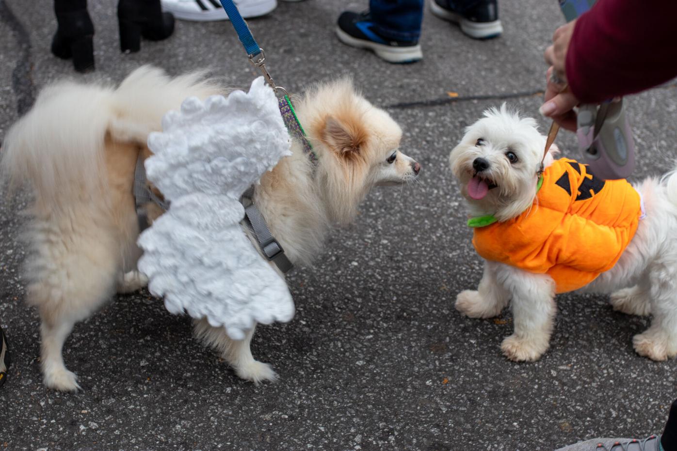 The Boo-le-Bark on the Boulevard Dog Costume Parade