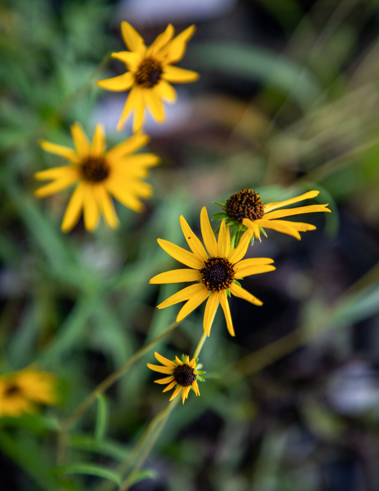 201008_JAG_10NativePlantSale_007.jpg