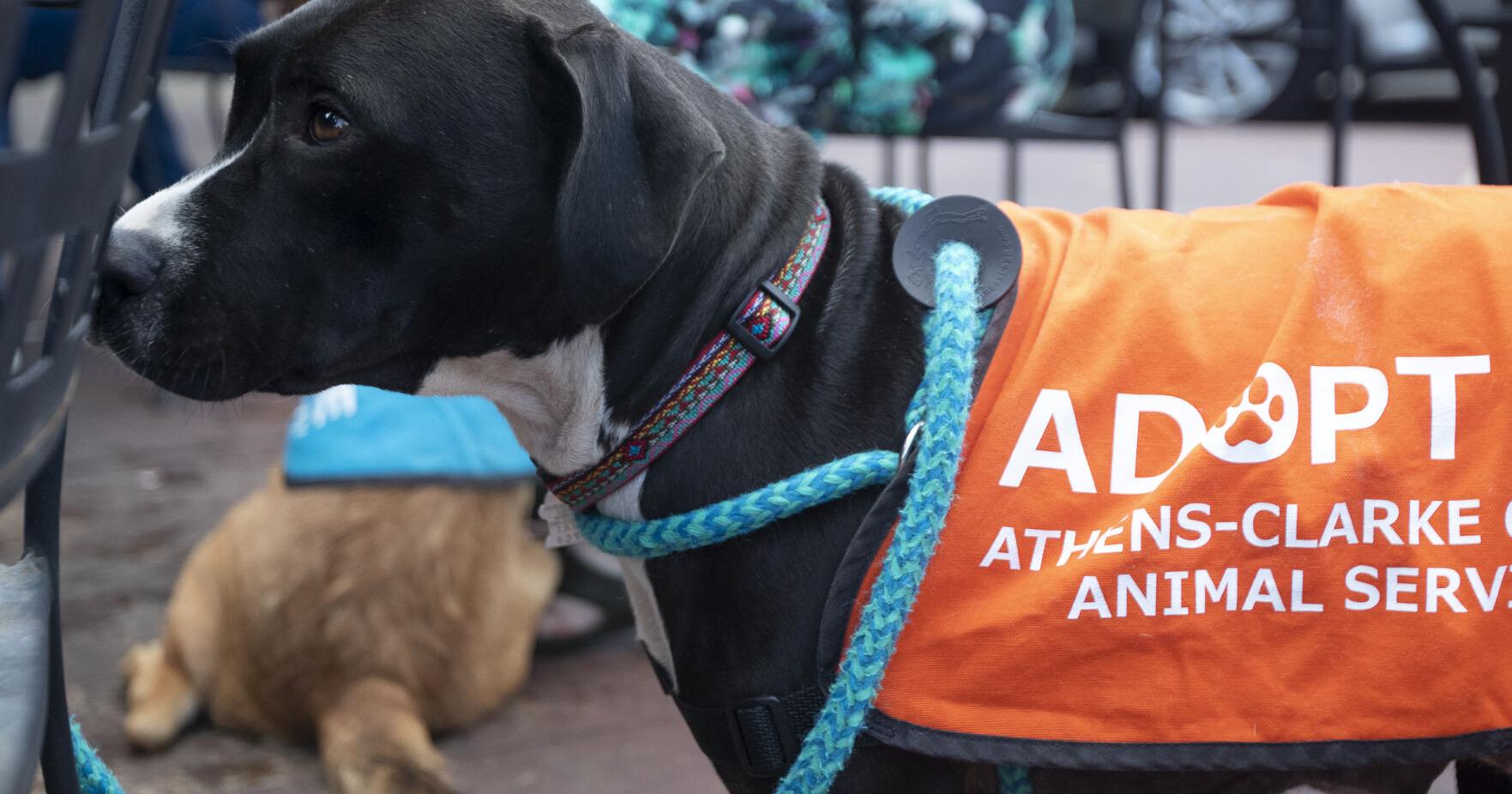 UGA student starts petition to move ACC fireworks show away from animal shelter - Vimarsana News