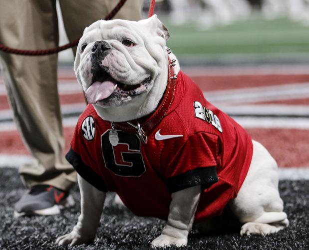 Get some new Georgia Bulldogs shirts to kickoff the season