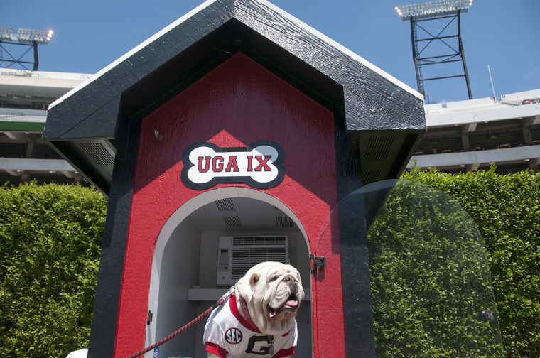 Uga named top college mascot: A look at Georgia's bulldog through the ...