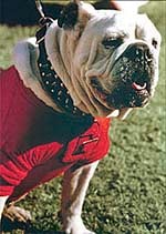 The History of Uga | News | redandblack.com