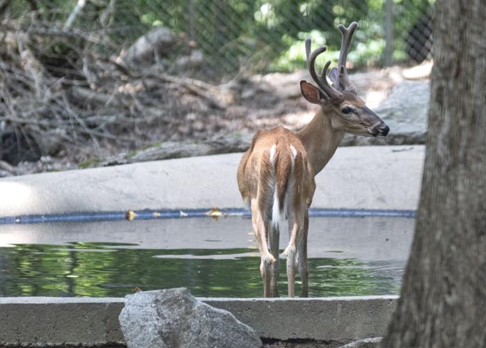 PHOTOS Bear Hollow Zoo reopens with COVID19 precautions in place