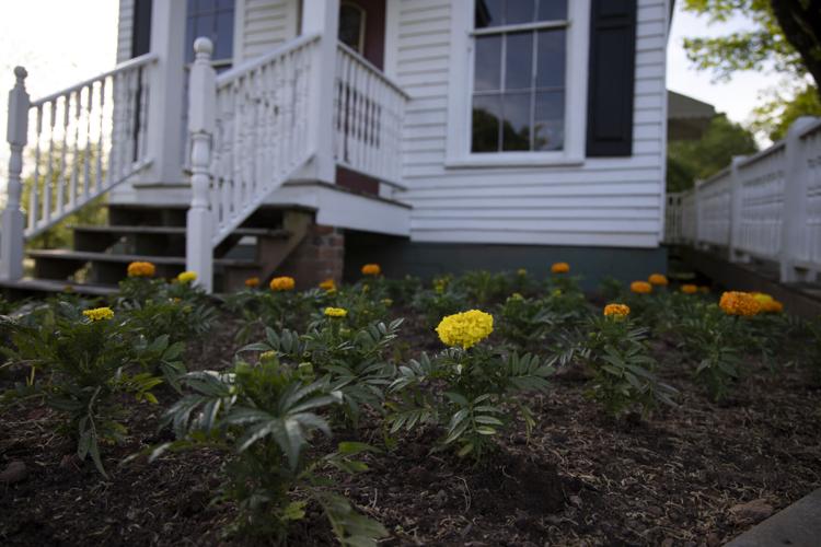 PHOTOS Winterville prepares to host annual marigold festival