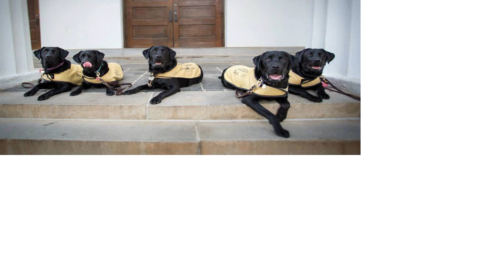 Guide dog foundation uga 2025