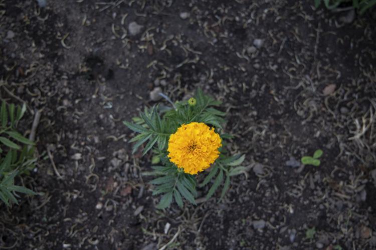 PHOTOS Winterville prepares to host annual marigold festival