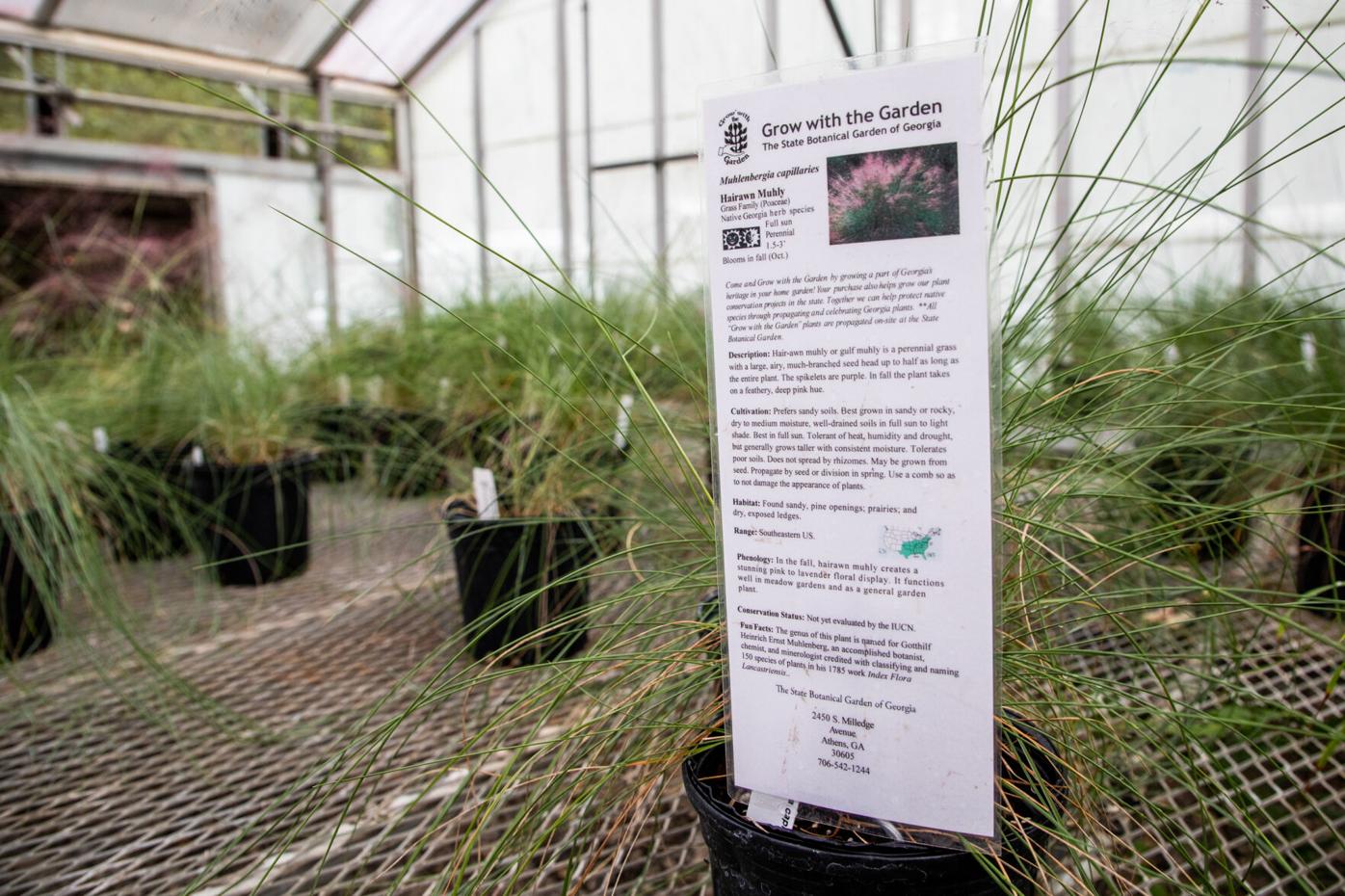 201008_JAG_10NativePlantSale_014.jpg