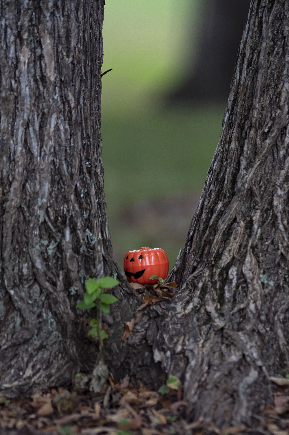 201009_ks_PumpkinHunt_07.jpg