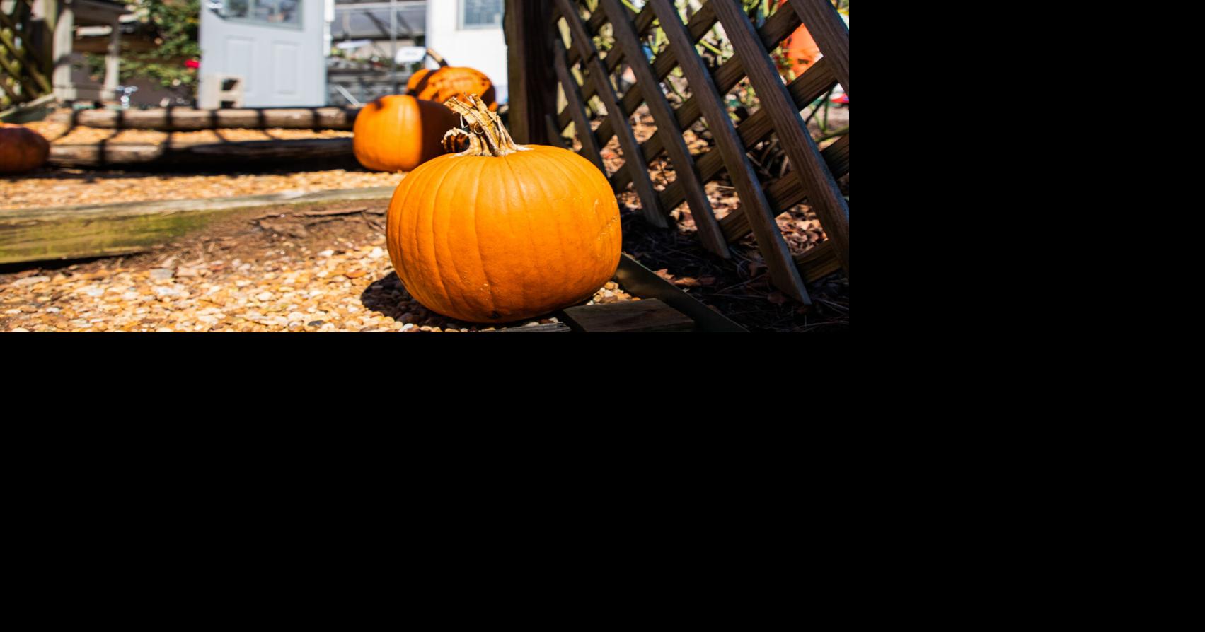 Athens weekend preview: Sandy Creek BBQ, Pumpkin Patch Fall Festival ...