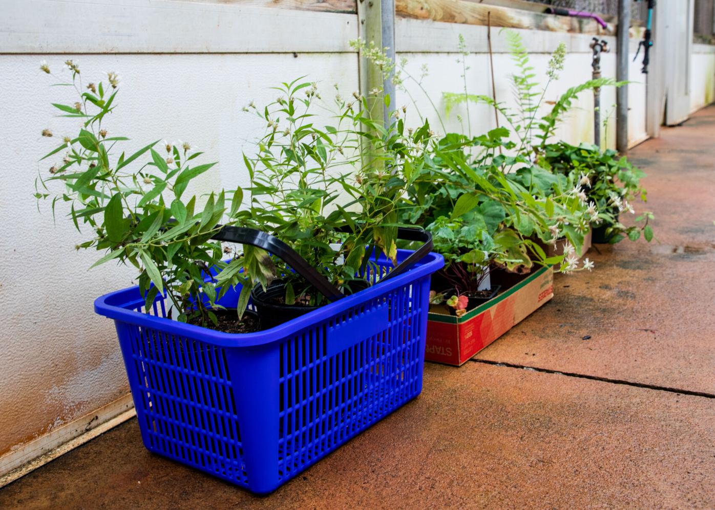 201008_JAG_10NativePlantSale_016.jpg