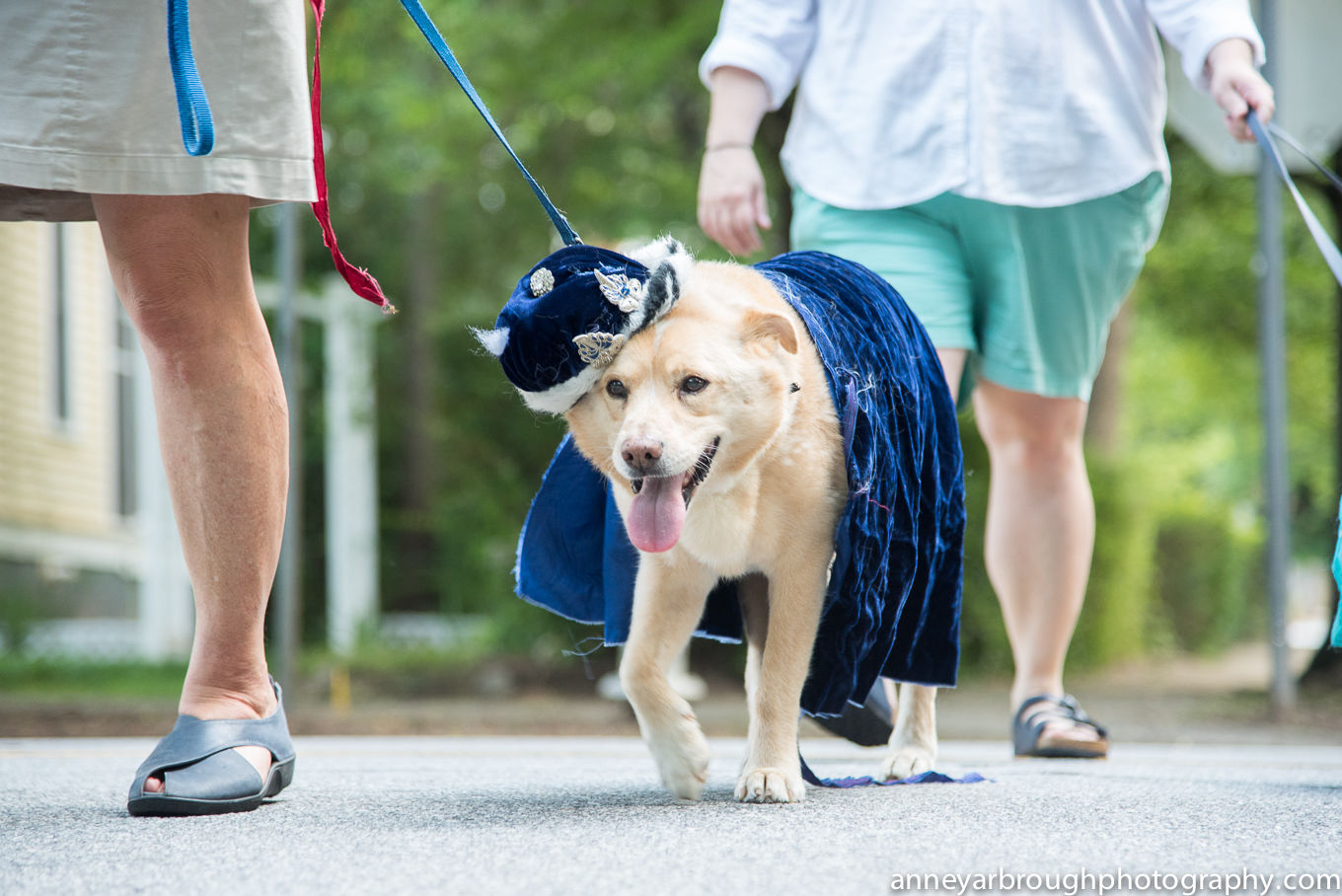 The Boo-le-Bark on the Boulevard Dog Costume Parade