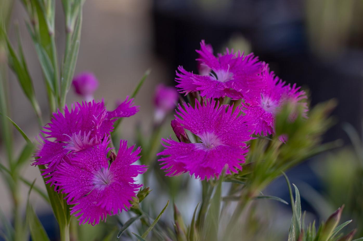 210403_LMY_PlantSale_0012.jpg