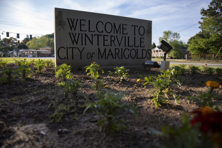 PHOTOS Winterville prepares to host annual marigold festival