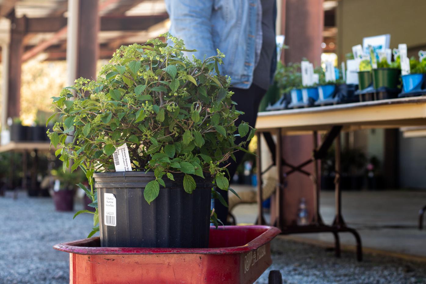 210403_LMY_PlantSale_0014.jpg
