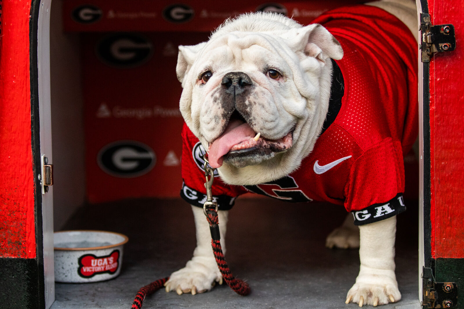 Uga clearance dog collar