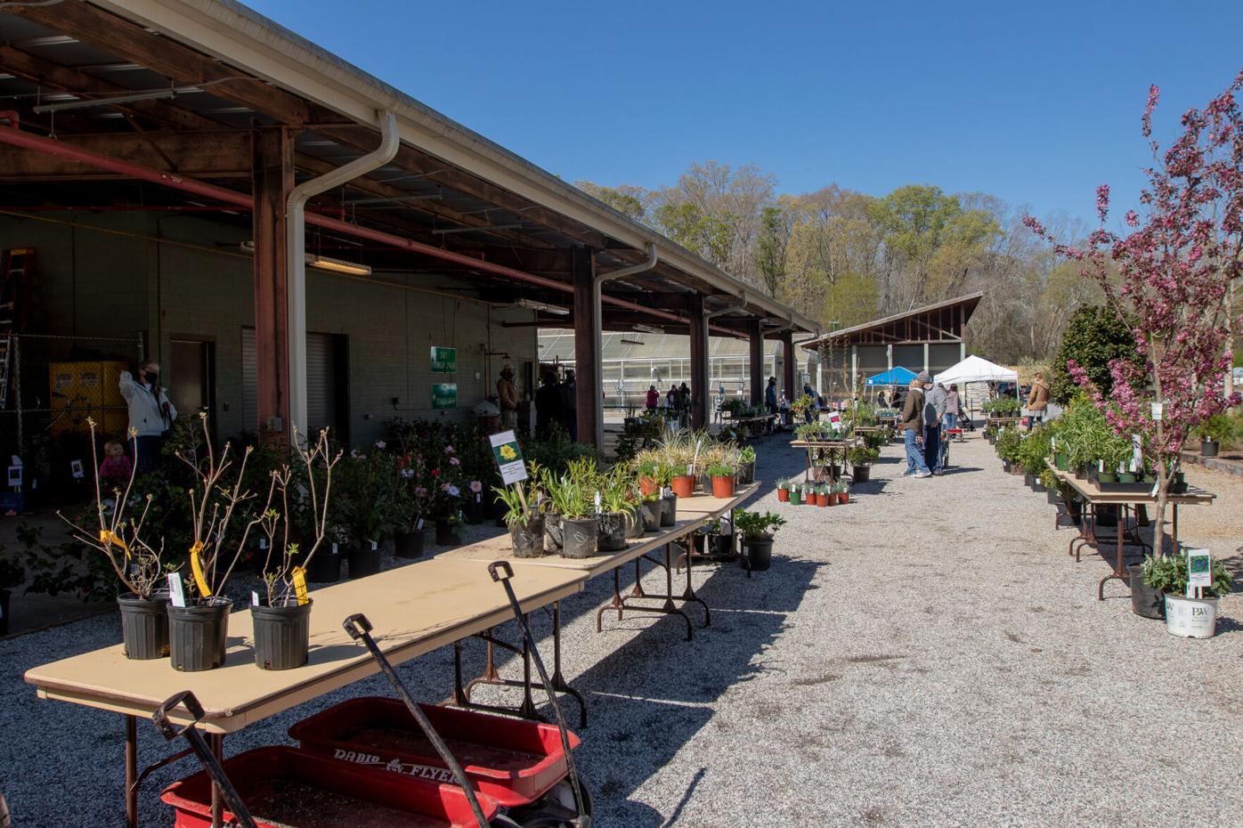 210403_LMY_PlantSale_0017.jpg