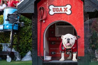 Mariners introduce new team rescue dog, instantly win over fans on social  media.