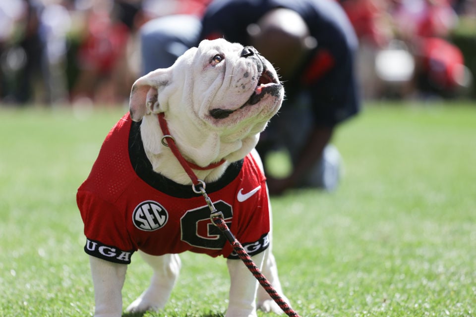 UGA Georgia Bulldogs Black Dog Collar