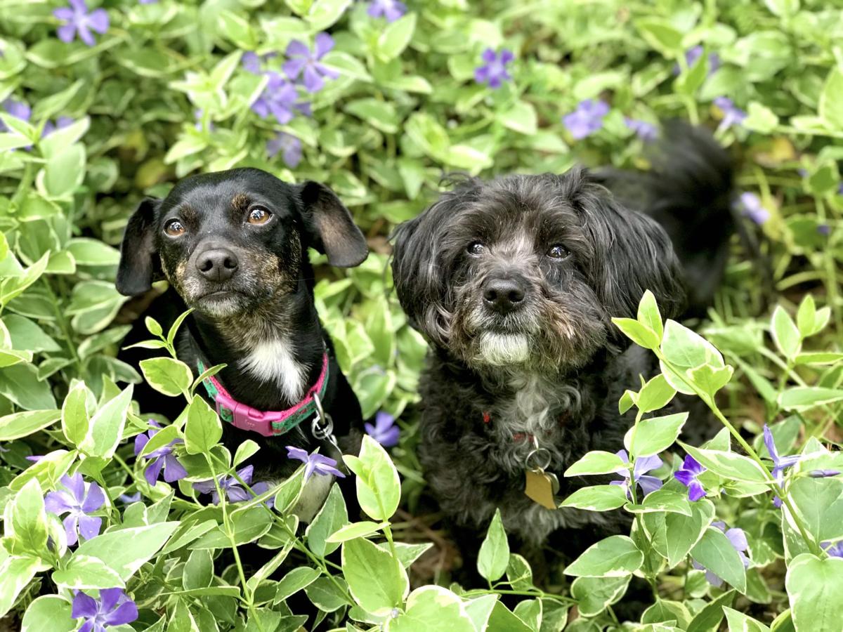 Mowgli & Bruce Wayne