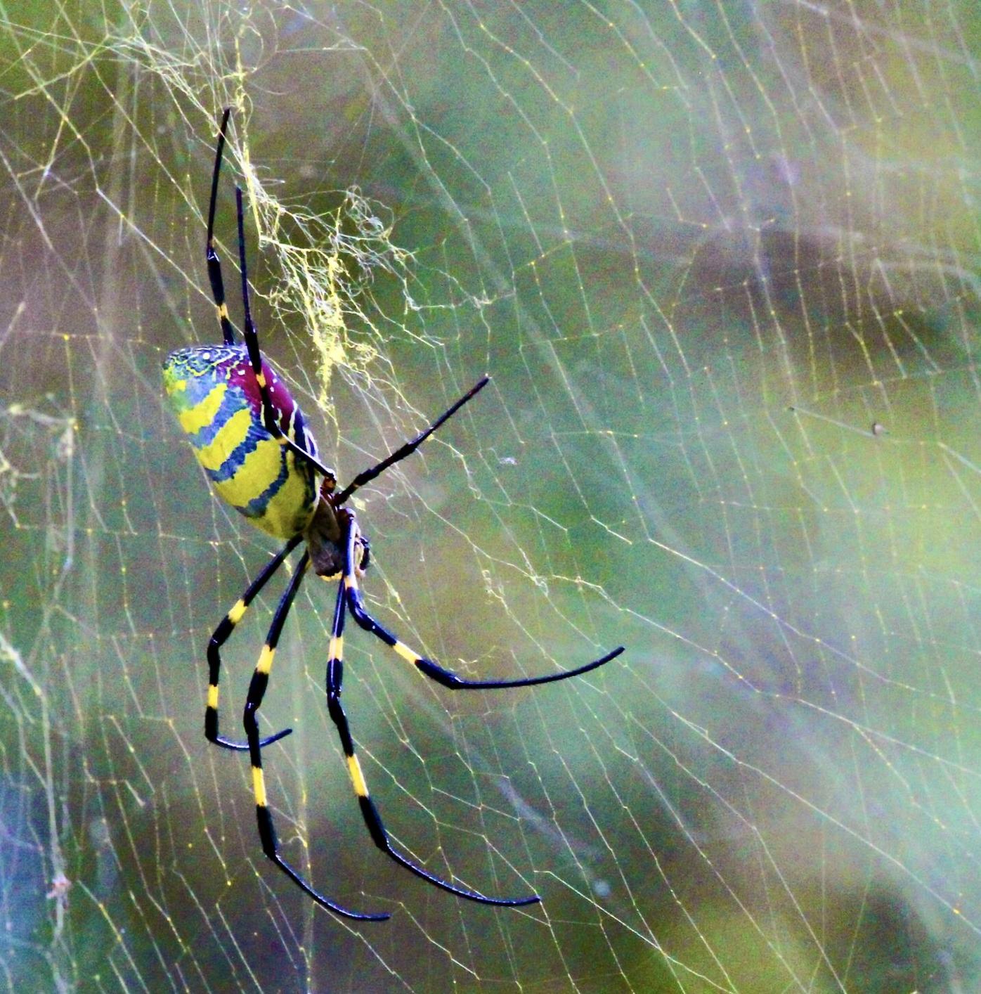 Invasive fish, spider make their way to Athens | City News ...
