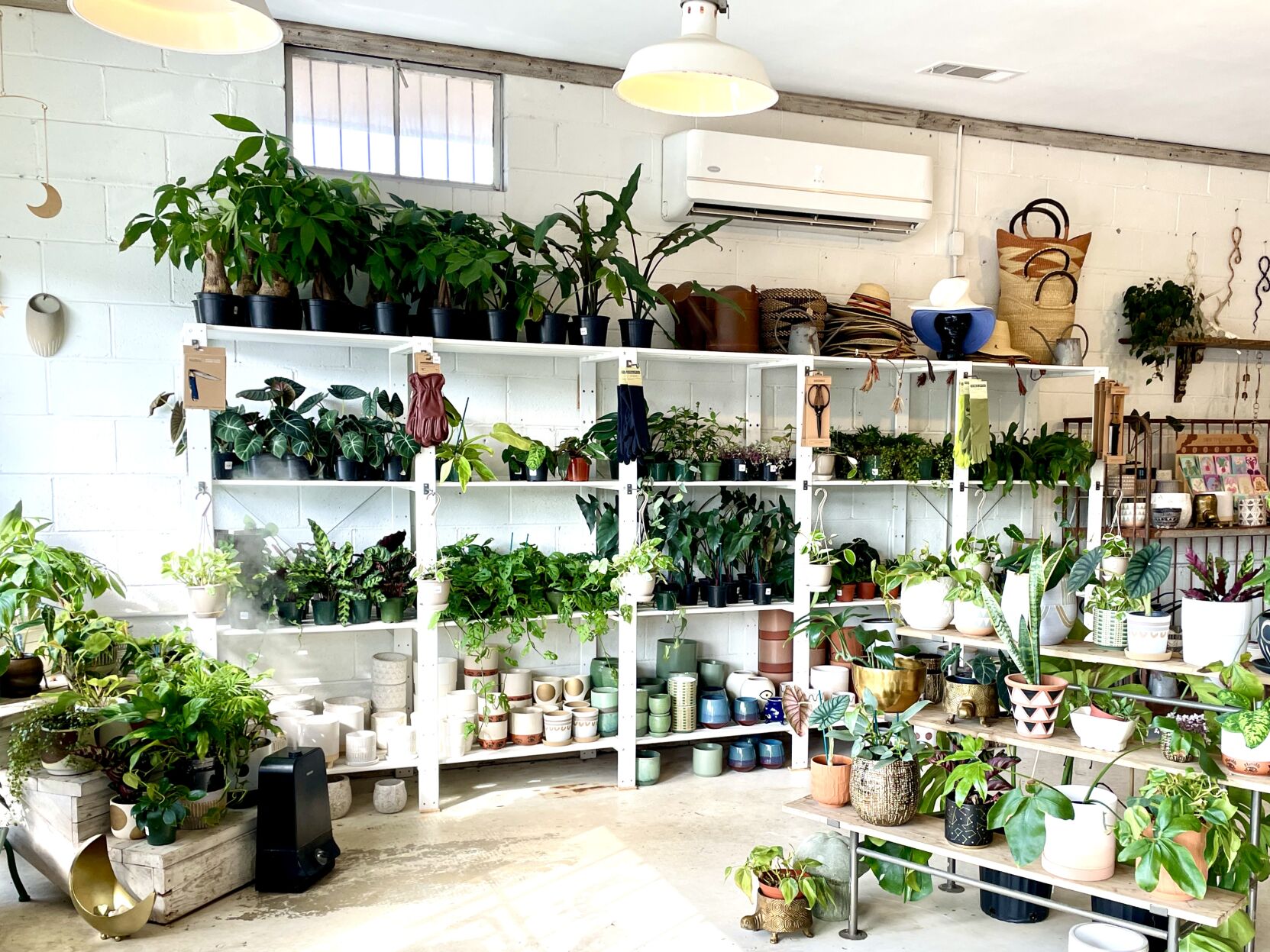 Green room 5 starter house plants Magazine