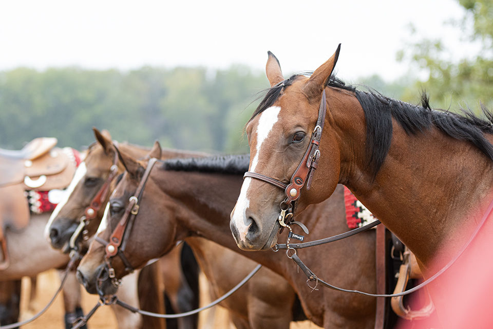 PHOTOS UGA equestrian takes the win over South Carolina, 145