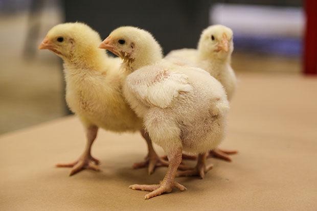 Avian Athletes Who Start Their >> Georgia Uga Farmers Take Preventative Measures After Avian Flu Avian Athletes Who Start Their >> Georgia Uga Farmers Take Preventative Measures After Avian Flu