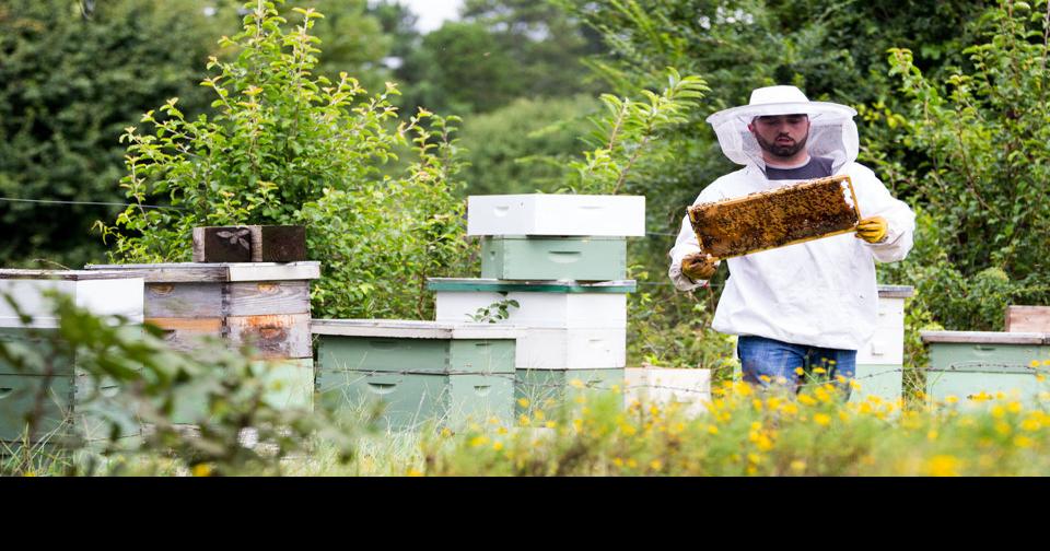 Buzzing businesses: Local beekeepers boast sweet, homegrown honey ...
