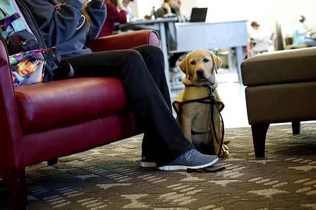 uga service dog training