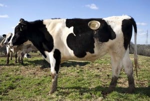 HOLEY COW!: Cattle open avenues into nutrition research, News