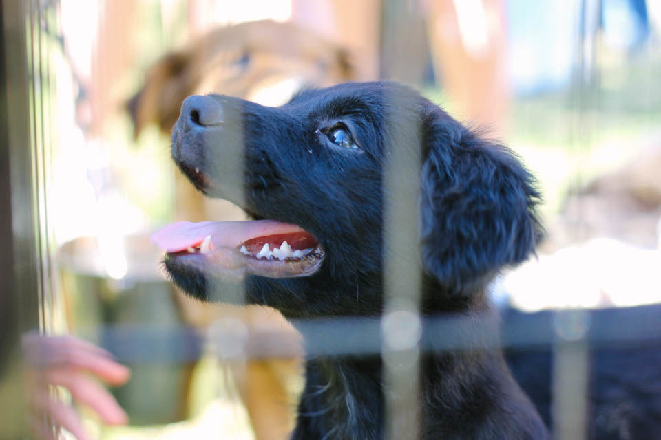 Rescue Paws Uga Holds Puppies In The Park Culture Redandblack Com