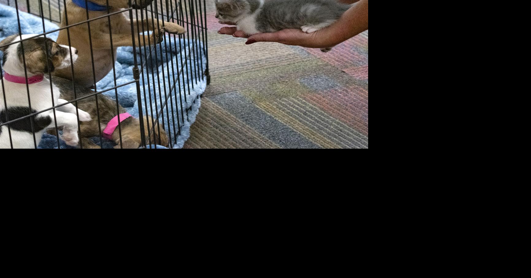 Athens community turns to animal shelters for companionship during