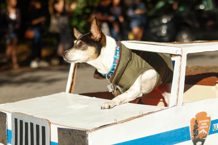 BooleBark on the Boulevard Dog costume contest for a cause Arts