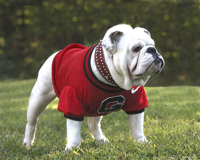 Beloved Bulldogs: Uga through the years, Georgia Sports
