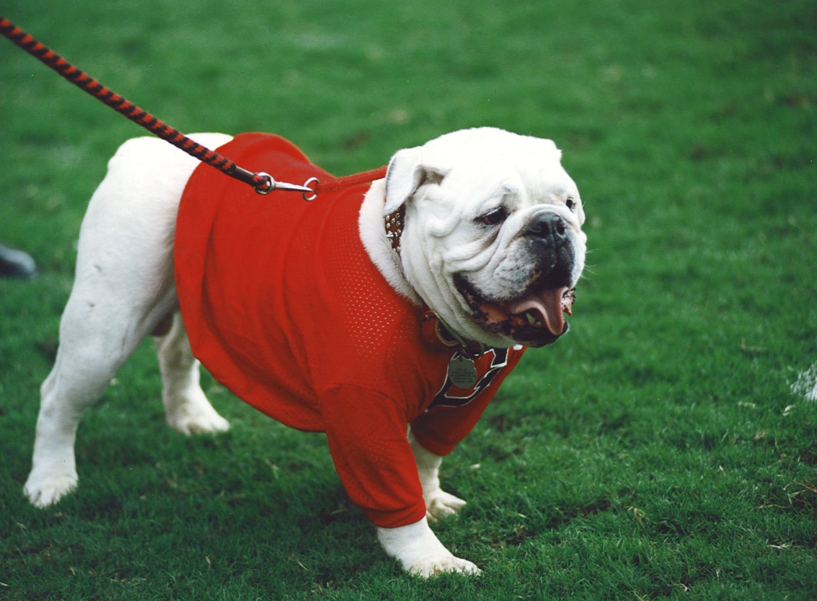 For Three Figures Of Famous 'Uga V Bites At Auburn Player' Photo ...