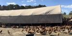 121024_PastureRaisedChickens_SD_02