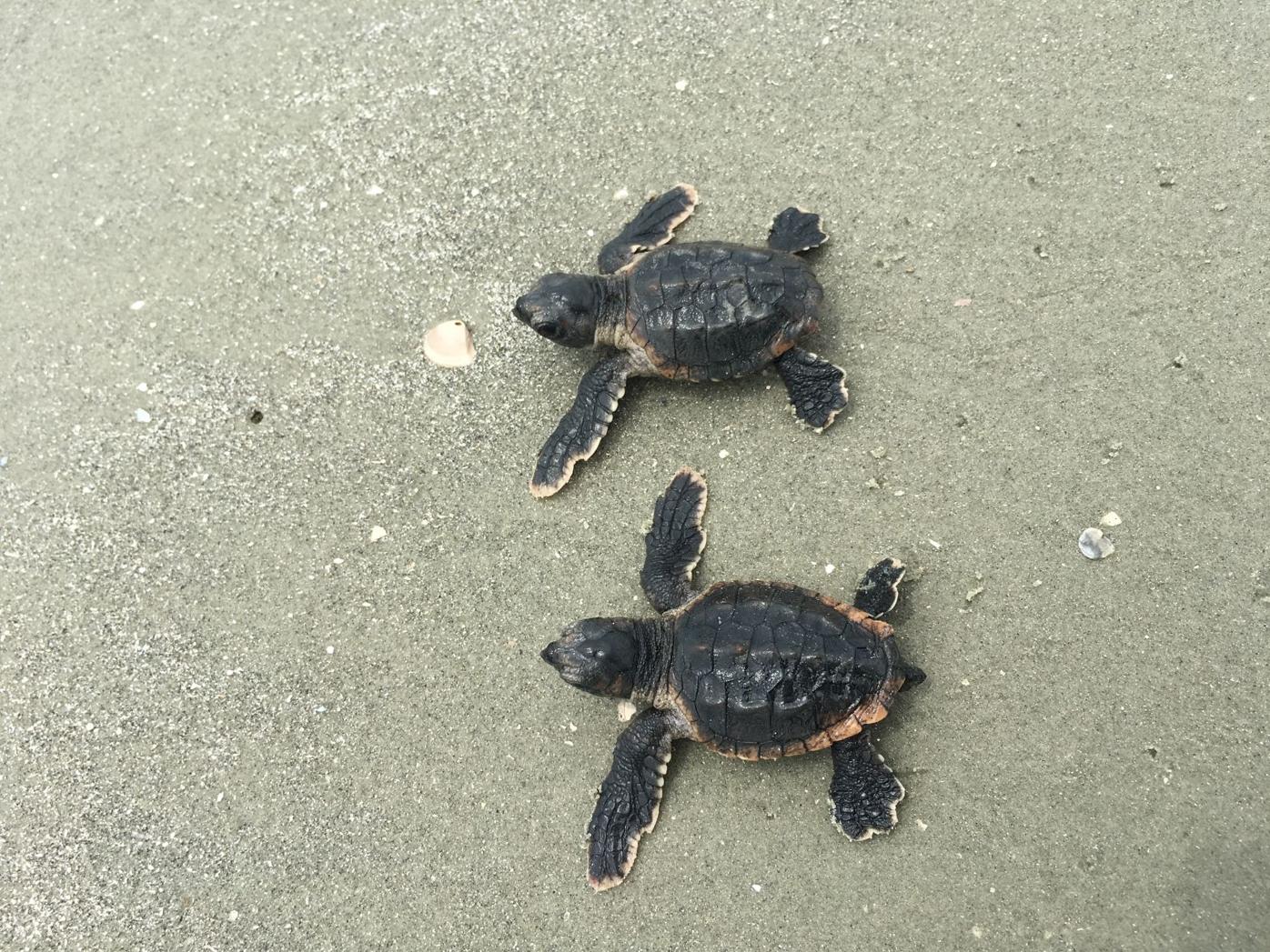 Where are the turtles? Thanks to DNA 'fingerprinting,' UGA ...