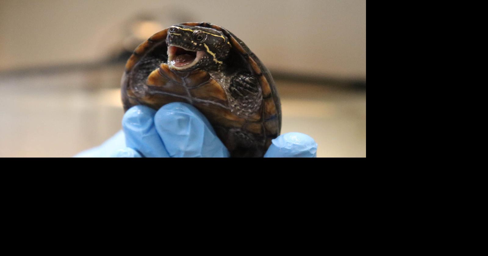 GUEST COLUMN: Observations on UGA’s cutest turtle: The stinkpot ...