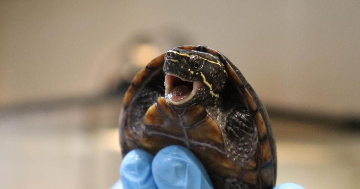 Turtle Column GUEST COLUMN: Observations on UGA’s cutest turtle: The stinkpot ...