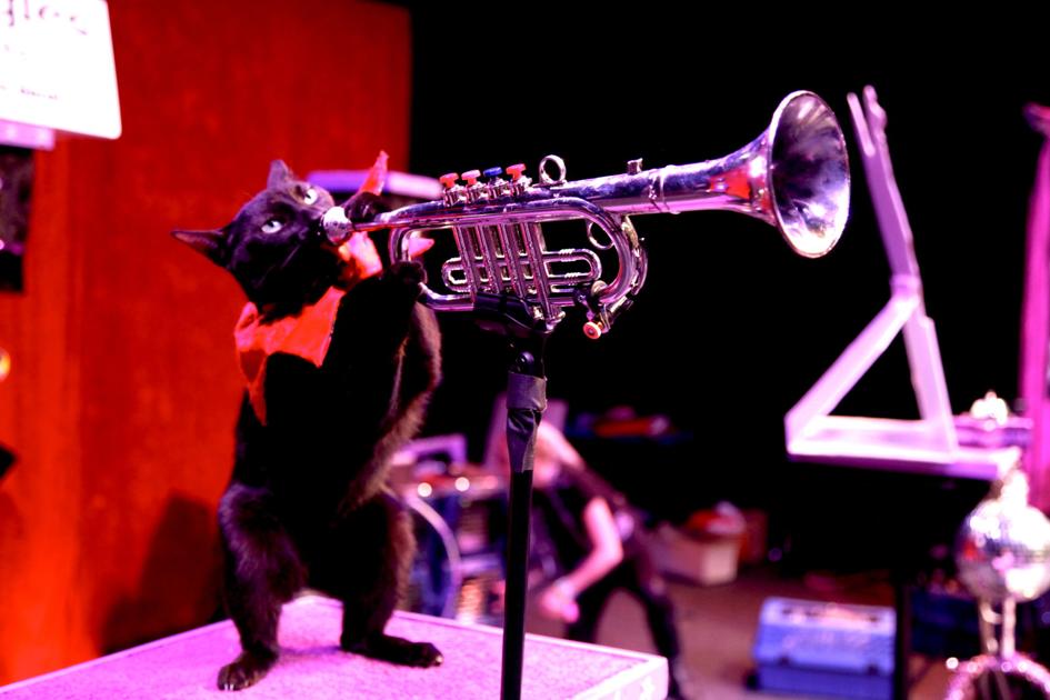 Acrobatic cats, trumpet playing felines to perform at the Morton