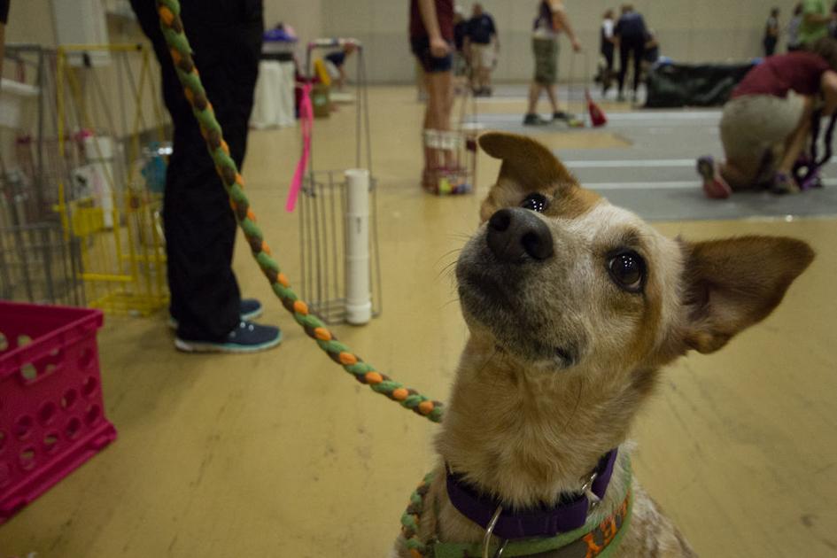 Annual Flyball Race Tournament Brings Dog Racing To Athens