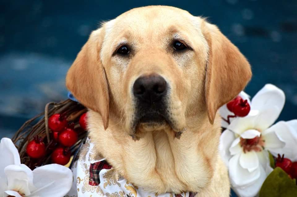 guide dog foundation uga