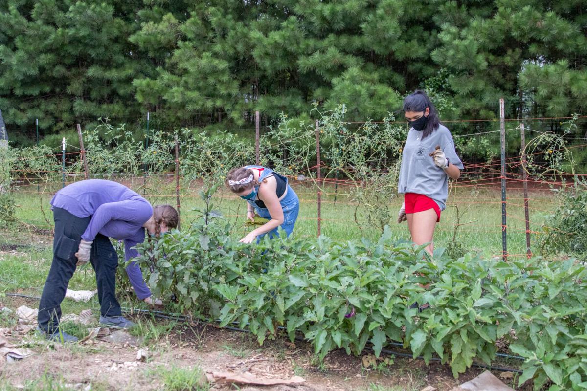 200829_SMH_DawgDayofService-32.jpg