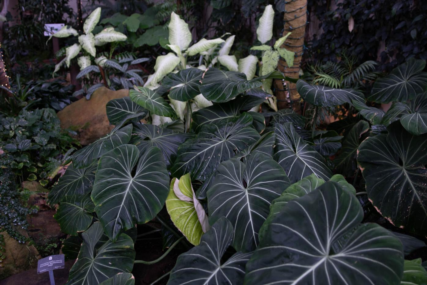 210324_SMH_Spring Botanical Gardens 012.jpg
