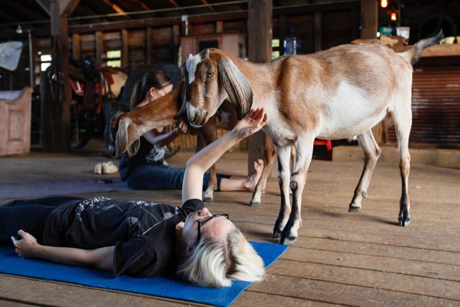 PHOTOS Farm Animal Yoga Multimedia